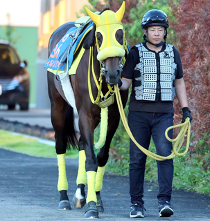 【注目馬動向】さきたま杯２着のウィルソンテソーロは南部杯を目標に　２３、２４年Ｖのレモンポップに続く連覇を狙う