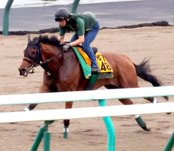 【クイーンＳ】昨年２着のココナッツブラウンは札幌ダートで小気味よい脚取り　陣営「舞台は一番合っている」