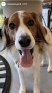 大谷翔平が“最新ショット”公開　愛犬デコピンのおデコにキャンディ？