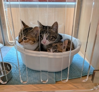 「ネコのバス」新車両を公開、「猫の日」に向け三宮で譲渡会【ネスレ ピュリナ】