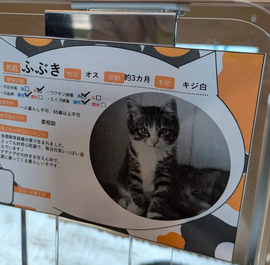 「ネコのバス」新車両を公開、「猫の日」に向け三宮で譲渡会【ネスレ ピュリナ】