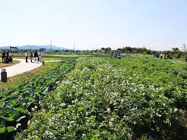 「キユーピー 野菜の魅力を発信する「深谷テラス」5月29日開業、収穫体験や地元産にこだわるレストラン、マルシェも」の画像