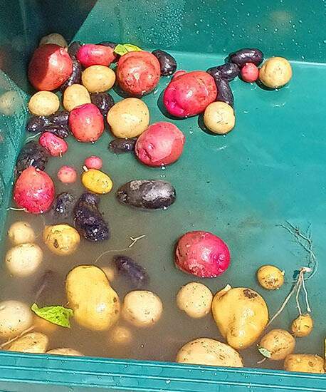 キユーピー 野菜の魅力を発信する「深谷テラス」5月29日開業、収穫体験や地元産にこだわるレストラン、マルシェも