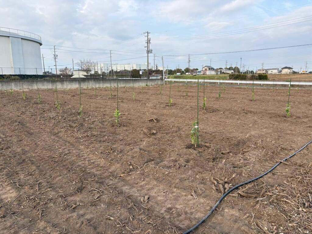 【LEMONITY】磐田で「レモン定植祭」開催、国産レモンの産地形成へ本格始動/ポッカサッポロら3社が参加、約4haに約2000本を定植