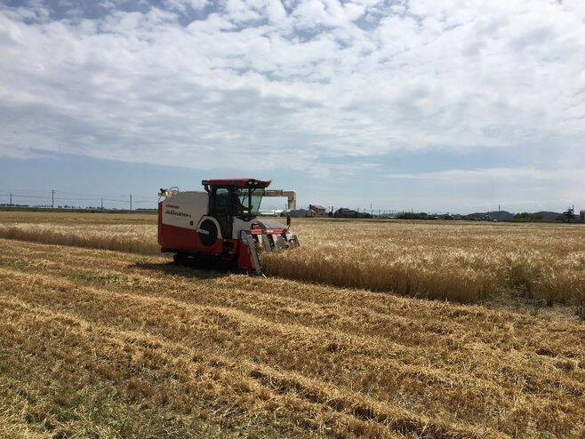 ニッカウヰスキー「希望の大麦」使用ウイスキー原酒製造、東日本大震災の被災地で栽培、東北の活性化へつなげる