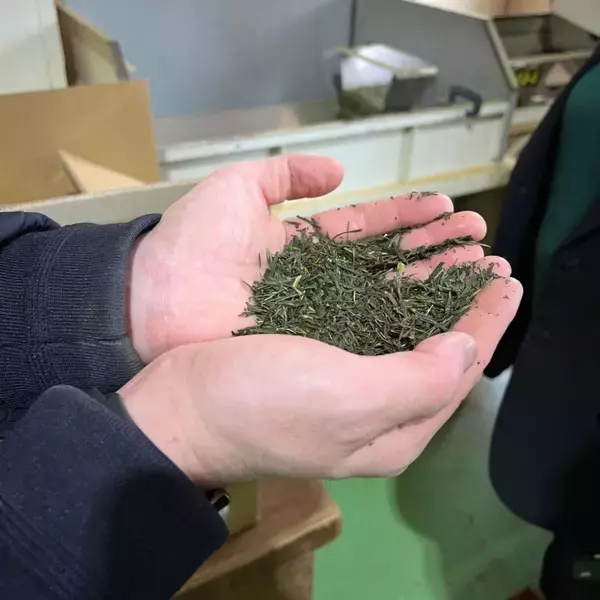 「ファミマ限定「冷やして食べる とろけるくりーむパン 出雲抹茶」販売開始、とろけるクリームと濃厚抹茶ソースの2層仕立て」の画像