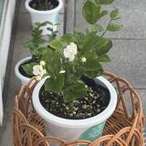 「「お茶の伊藤園」が新たに香水事業を展開　“ジャスミンに夢中”の社員が新会社設立」の画像4