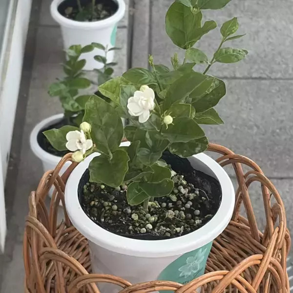 「「お茶の伊藤園」が新たに香水事業を展開　“ジャスミンに夢中”の社員が新会社設立」の画像