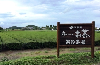 伊藤園、新会社設立 茶産地や生産者との連携による日本茶の生産基盤を強化