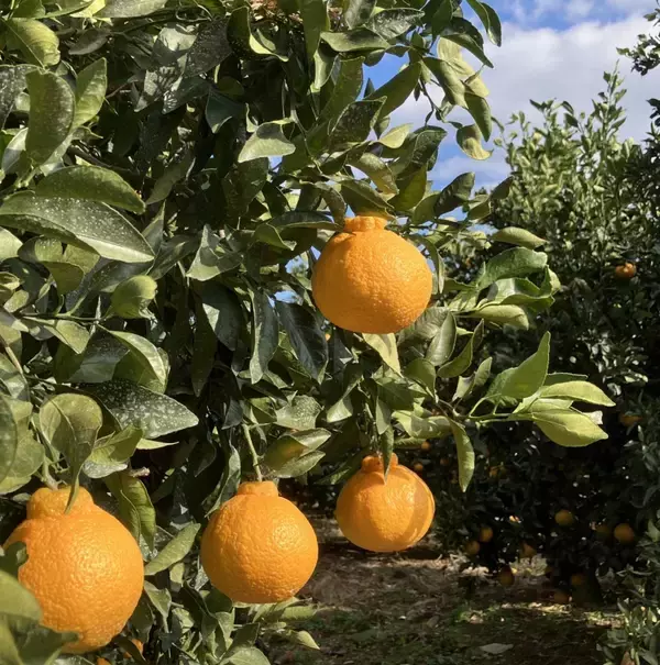 「ロイヤルホスト、苺×不知火の春パフェ4種発売　人気のブリュレパフェやヨーグルトジャーマニーが春仕様に」の画像