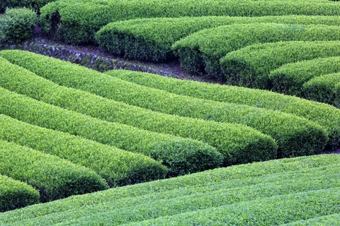 伊藤園、日本茶の需給変化に危機感 「お～いお茶」に純国産茶葉100%表記、生産者支援を強化へ