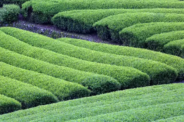 伊藤園、日本茶の需給変化に危機感 「お～いお茶」に純国産茶葉100%表記、生産者支援を強化へ