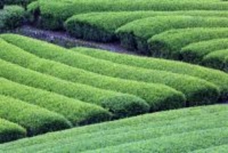 伊藤園、日本茶の需給変化に危機感 「お～いお茶」に純国産茶葉100%表記、生産者支援を強化へ