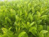 「日本茶がGI登録へ、国産茶の価値明確に 海外需要拡大でブランド保護強化」の画像2