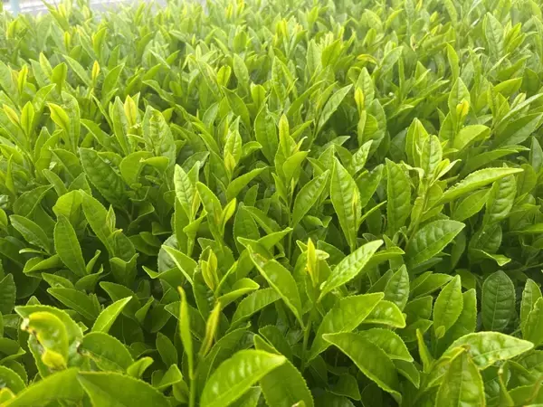「日本茶がGI登録へ、国産茶の価値明確に 海外需要拡大でブランド保護強化」の画像