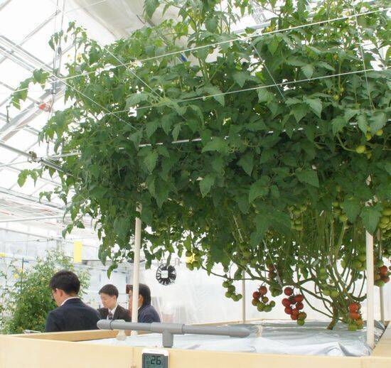 野菜のテーマパーク「カゴメ野菜生活ファーム富士見」で工場見学や収穫体験、子どもから大人まで楽しめる新施設