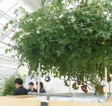 「野菜のテーマパーク「カゴメ野菜生活ファーム富士見」で工場見学や収穫体験、子どもから大人まで楽しめる新施設」の画像3