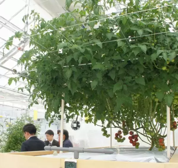 「野菜のテーマパーク「カゴメ野菜生活ファーム富士見」で工場見学や収穫体験、子どもから大人まで楽しめる新施設」の画像