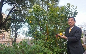 恵比寿ガーデンプレイス「サッポロ広場」でレモンを初収穫、第1回「恵比寿レモン祭り」開催