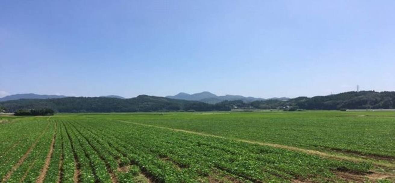 オレイン酸80 の国産大豆 佐大h01号 本格栽培進む うま味 コク強く低トランス 森光商店 21年8月25日 エキサイトニュース 3 3