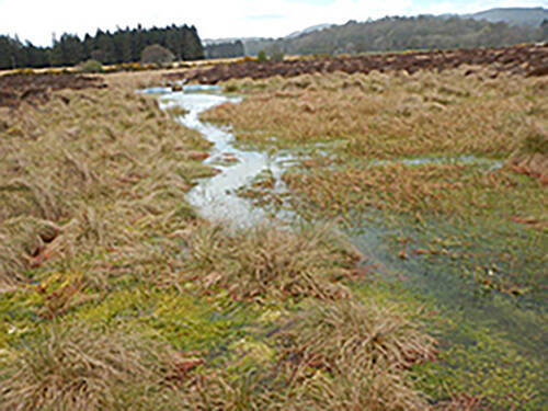 サントリーグループ、スコットランドの泥炭地と水源保全活動、まずは「アードモア蒸留所」周辺で取り組み