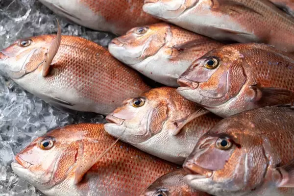 「かっぱ寿司 高知県産『乙女鯛』の握り一貫110円～など、期間限定メニュー発売/10月9日～10月22日限定」の画像