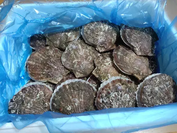 農水省、2025年の食品輸出額が過去最高１兆7,005億円　13年連続で更新【前年から1,934億円増加】