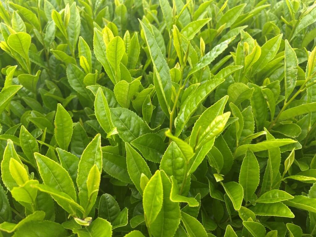 緑茶輸出、2025年は前年比約2倍の720億円規模に、農林水産物・食品輸出は1.7兆円で過去最高