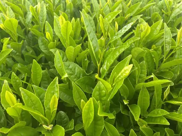 「緑茶輸出、2025年は前年比約2倍の720億円規模に、農林水産物・食品輸出は1.7兆円で過去最高」の画像