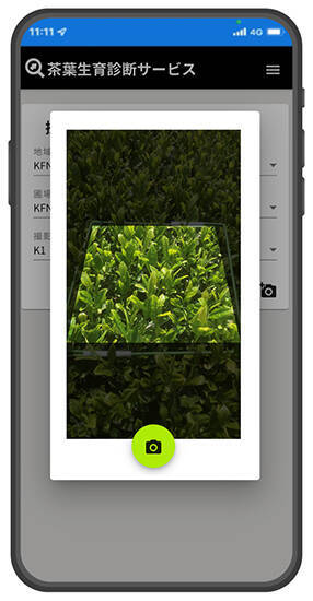 AI画像分析技術でお茶摘み時期を判断、伊藤園と富士通が共同で開発、スマホ活用で使いやすく