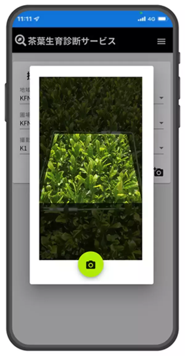 「AI画像分析技術でお茶摘み時期を判断、伊藤園と富士通が共同で開発、スマホ活用で使いやすく」の画像