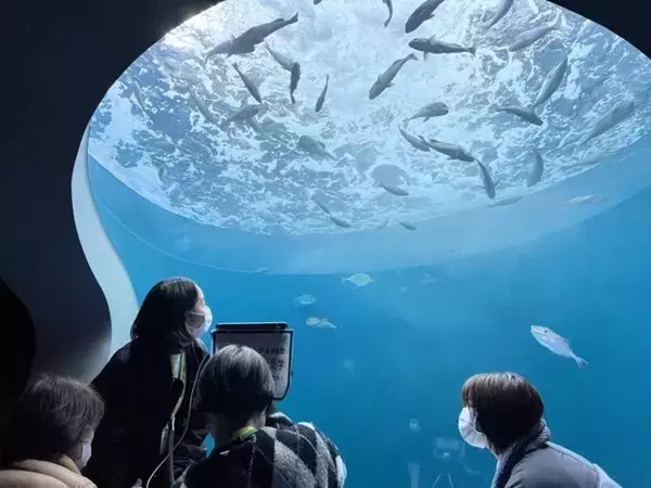 「病室からロボットを操作。子どもたちが四国水族館の見たいところを見学」の画像