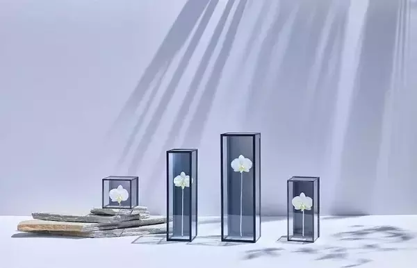 【東京 銀座】伊東かりんさんが取材！胡蝶蘭ドライフラワー専門店「iTTO」がTV番組に登場