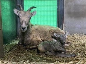 【神奈川県横浜市】金沢動物園でオオツノヒツジの赤ちゃん誕生！横浜市交通局インスタキャンペーンも