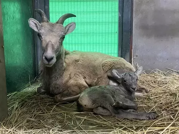 【神奈川県横浜市】金沢動物園でオオツノヒツジの赤ちゃん誕生！横浜市交通局インスタキャンペーンも