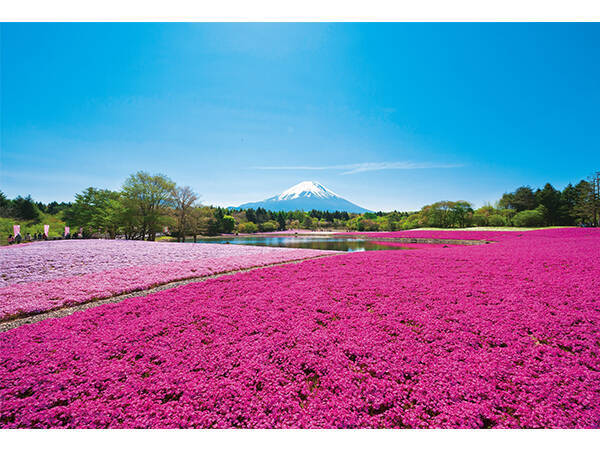 芝桜の花と富士山が織りなす絶景 19富士芝桜まつり 開催 19年3月25日 エキサイトニュース