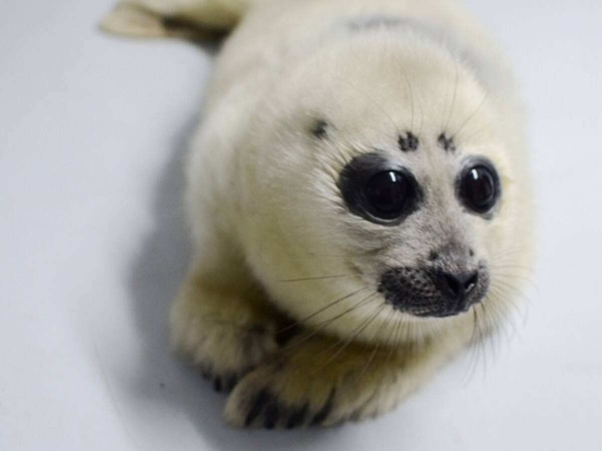 サンシャイン水族館でバイカルアザラシの赤ちゃんをお披露目 19年5月13日 エキサイトニュース