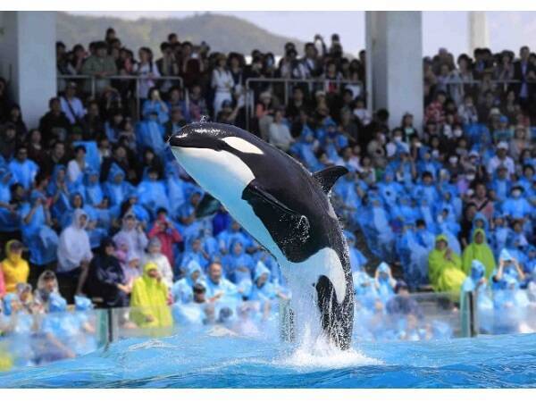 ナイトツアーも開催 鴨川シーワールドの夏イベントがアツい 19年7月4日 エキサイトニュース