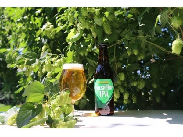 数量限定 ホップシャンパンのようなビール Fresh Hop Ipa 19年9月3日 エキサイトニュース