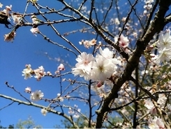 冬桜の名所に近い「おふろcafe 白寿の湯」で“冬桜まつり”開催
