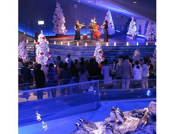すみだ水族館 で家族もカップルも楽しめるクリスマスミニライブ開催 19年11月27日 エキサイトニュース