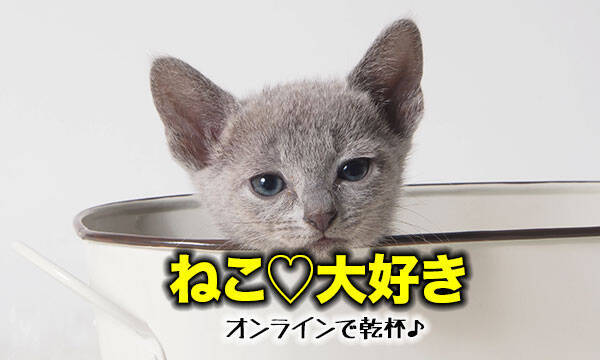 ねこ 好きさん集合 自宅で愛猫と一緒に参加できるオンライン飲み会開催 年4月10日 エキサイトニュース