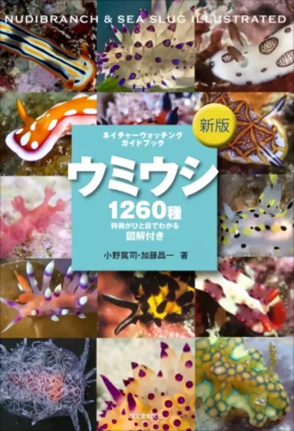 国内1260種のウミウシを収録！イラスト解説付きの図鑑「新版 ウミウシ」