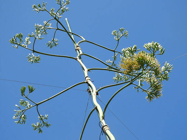 40 50年に一度だけ咲く アガベ テキラーナ 東南植物楽園で開花 年7月31日 エキサイトニュース