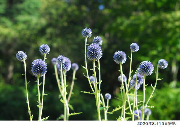 8月下旬まで見頃 六甲高山植物園 で絶滅危惧種の ヒゴタイ が開花中 年8月21日 エキサイトニュース