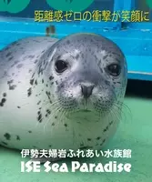 サンシャイン水族館でバイカルアザラシの赤ちゃんをお披露目 19年5月13日 エキサイトニュース