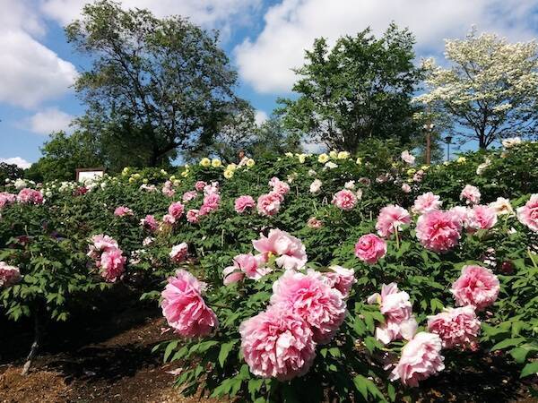 東松山ぼたん園で150品種6500株が咲き誇る ぼたん パークフェスタ 開催 21年4月1日 エキサイトニュース