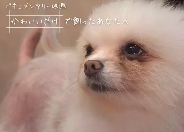 映画『“かわいいだけ”で飼ったあなたへ』のプロジェクトが、クラファン実施中