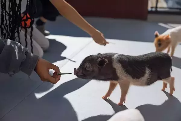 【神奈川県横浜市】マイクロブタ専門クリニックを併設したpigちゃんとゆっくりふれあえるカフェがOPEN！