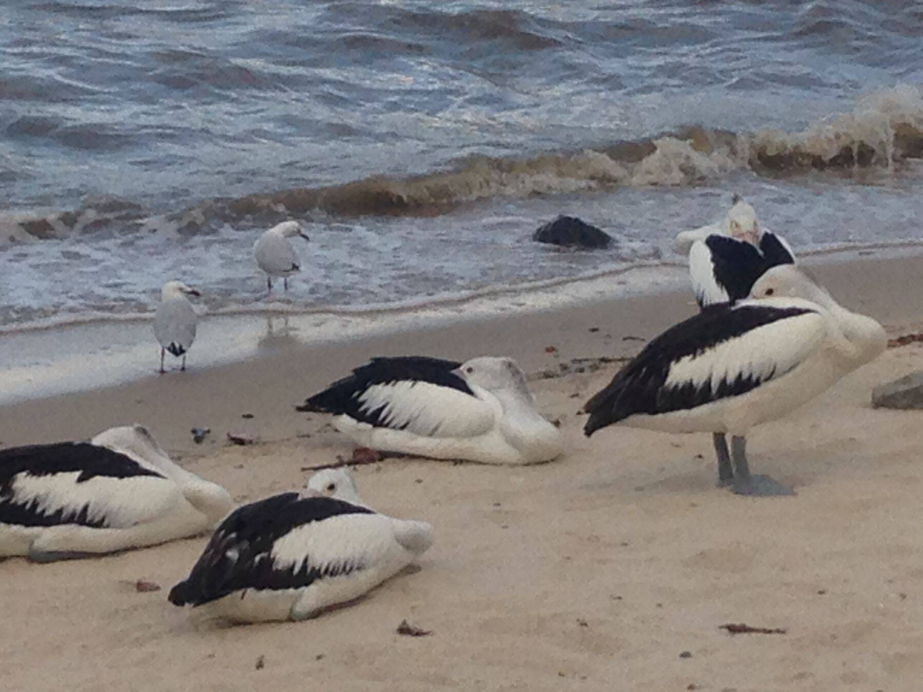 早大生が行く！はじめてのケアンズ短期留学学校3日目